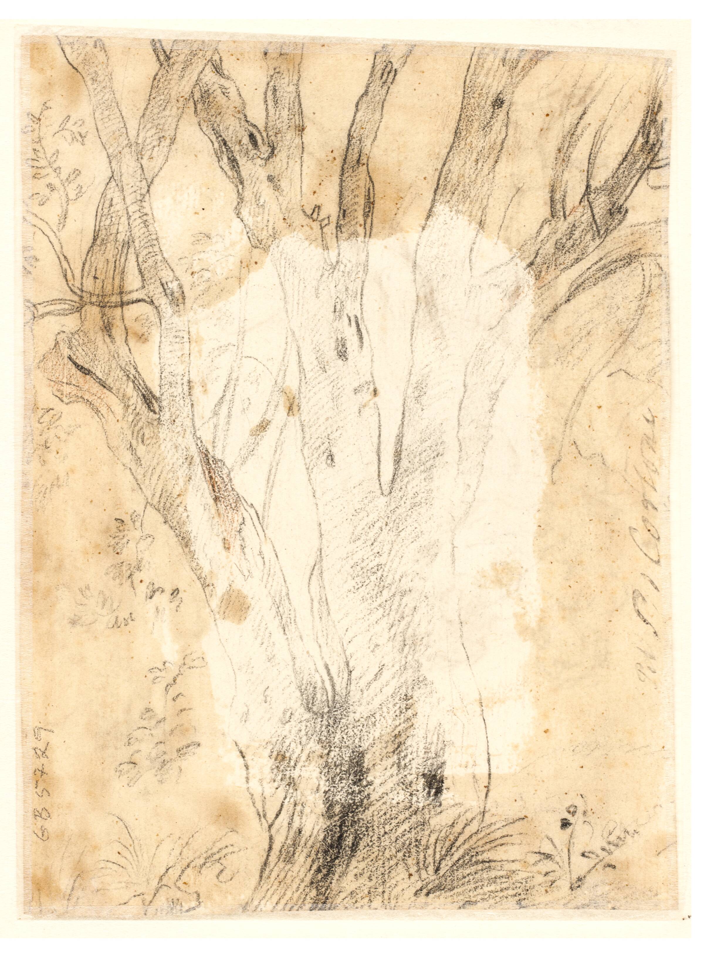 Studie af et træ og blomster, Ciro Ferri, 1634-1689