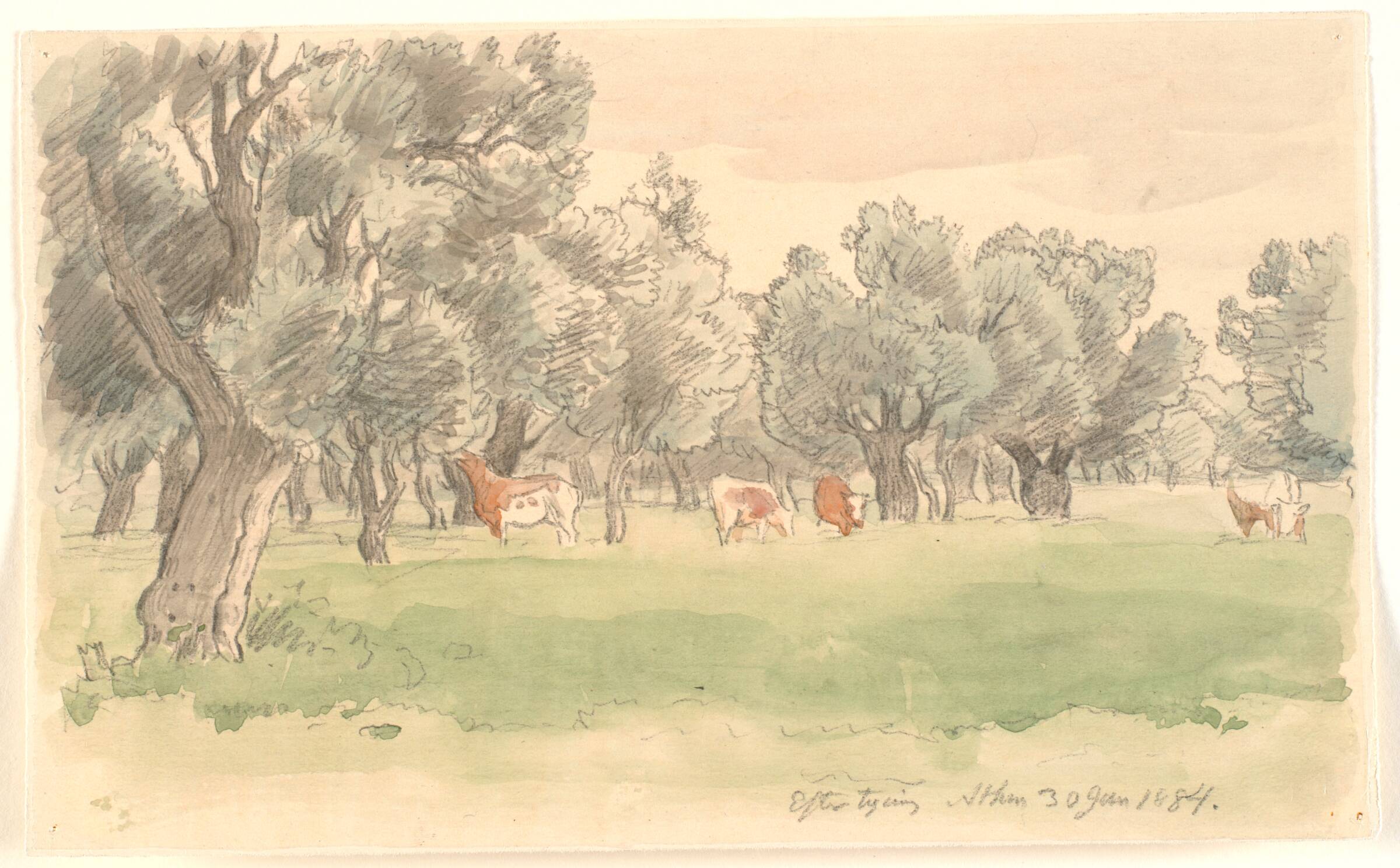 Græsk landskab med oliventræer og græssende rødbroget kvæg, Joakim Skovgaard, 1884