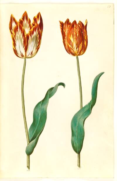 Tulipa gesneriana (have-tulipan)