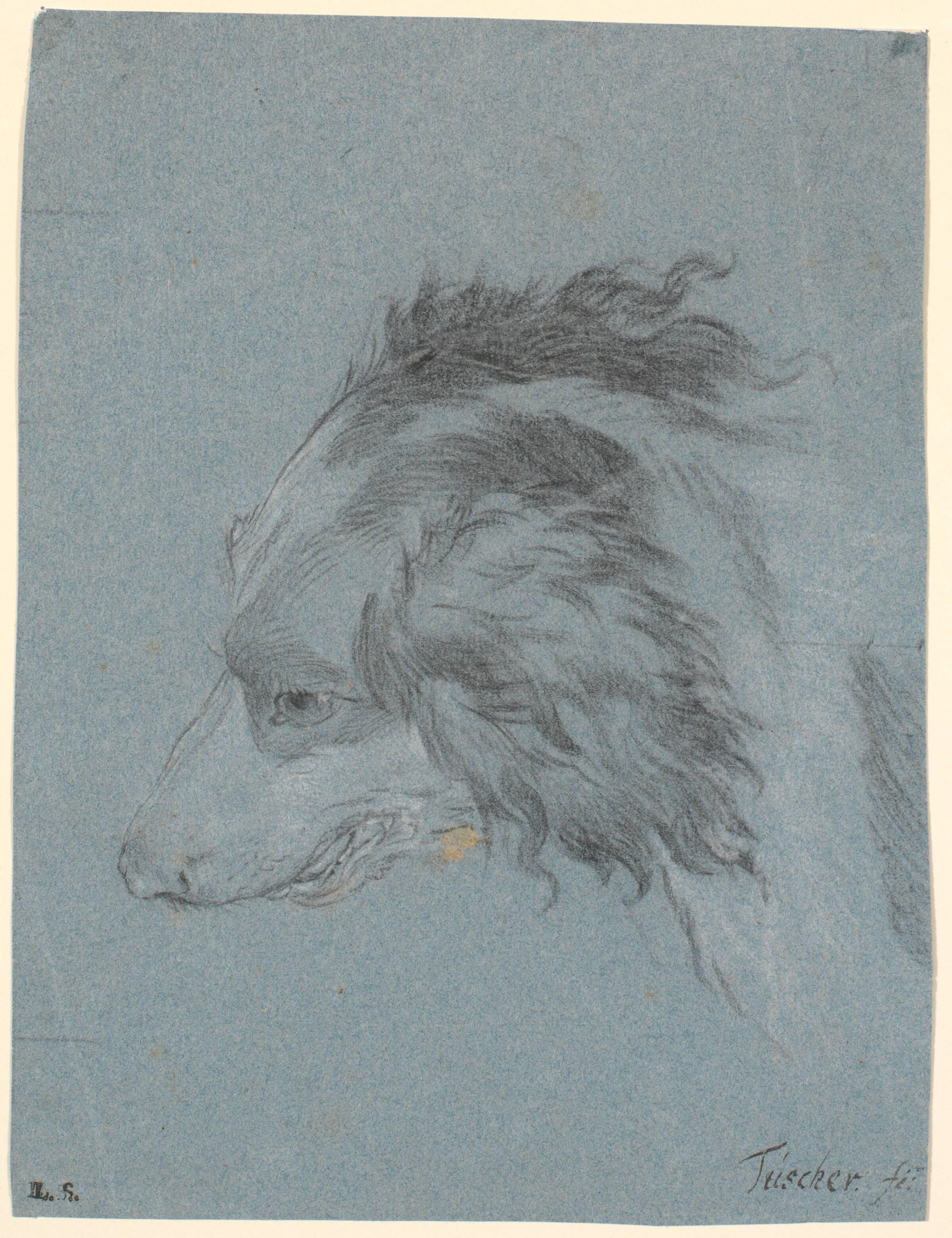 Et hundehoved, Marcus Tuscher, 1720-1751