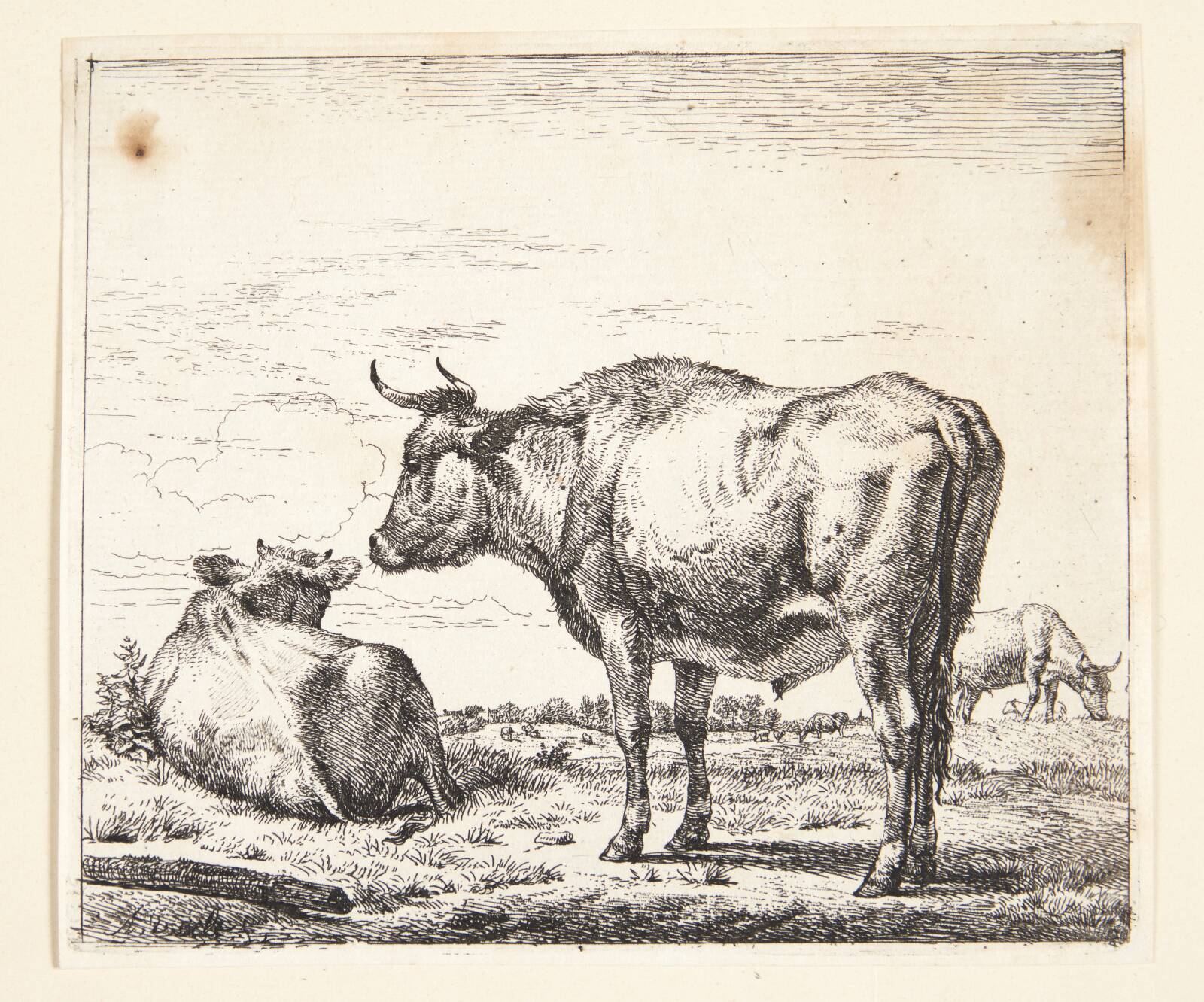Stående tyr, Adriaen van de Velde, 1636-1672
