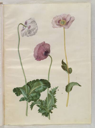 Papaver somniferum (opium-valmue)