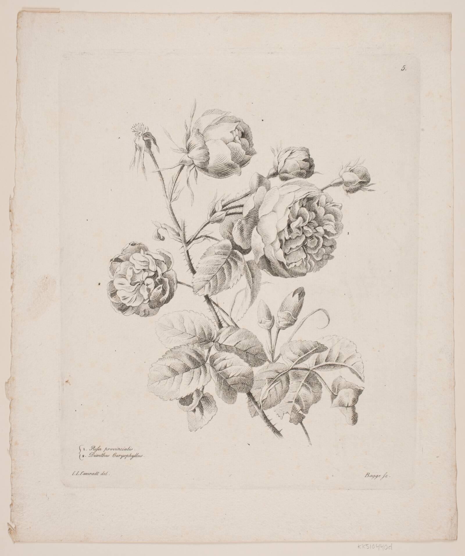 Blomster, Oluf Olufsen Bagge, 1816