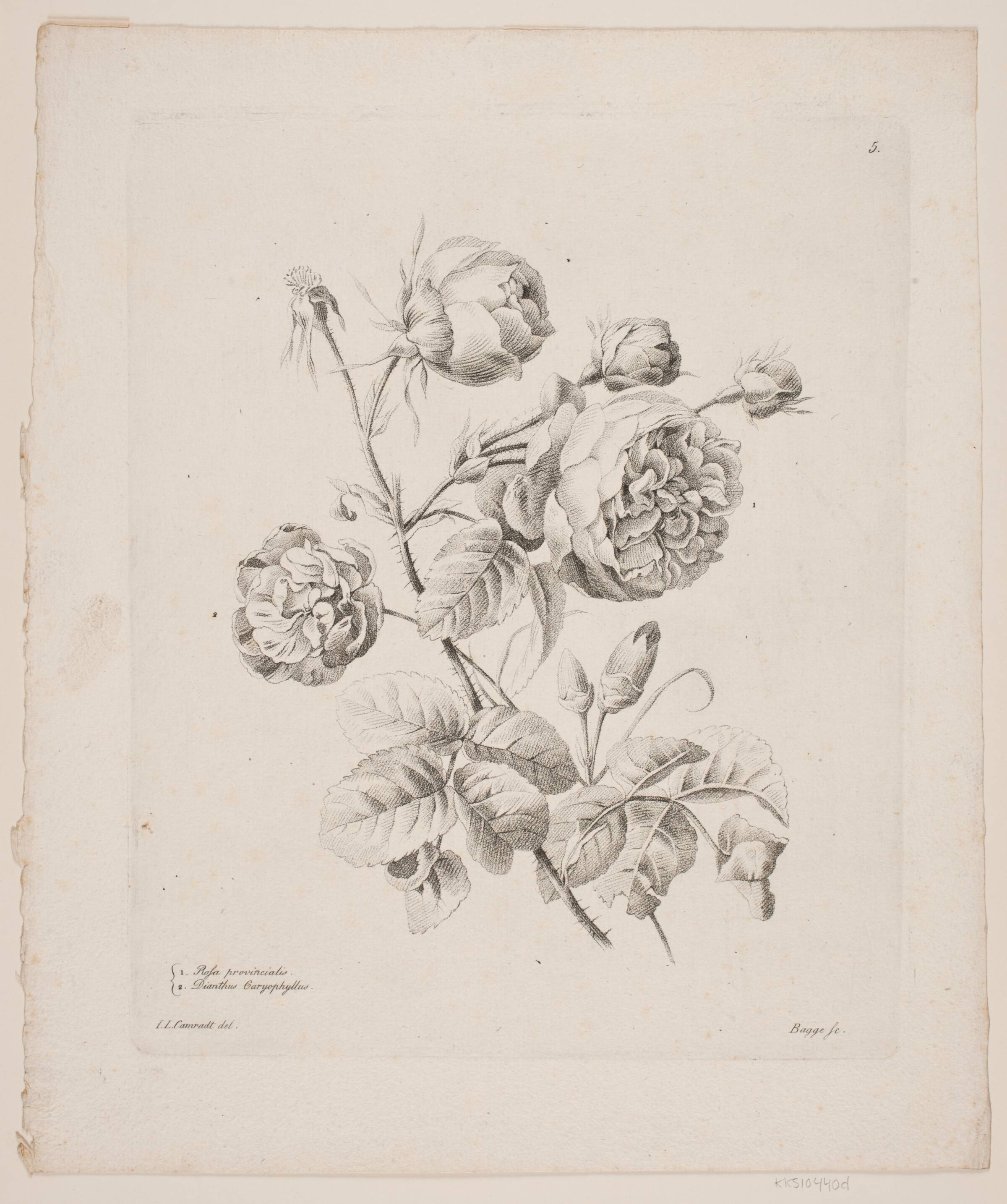Blomster, Oluf Olufsen Bagge, 1816