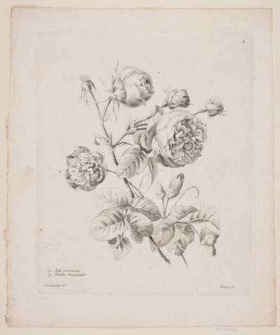 Blomster
