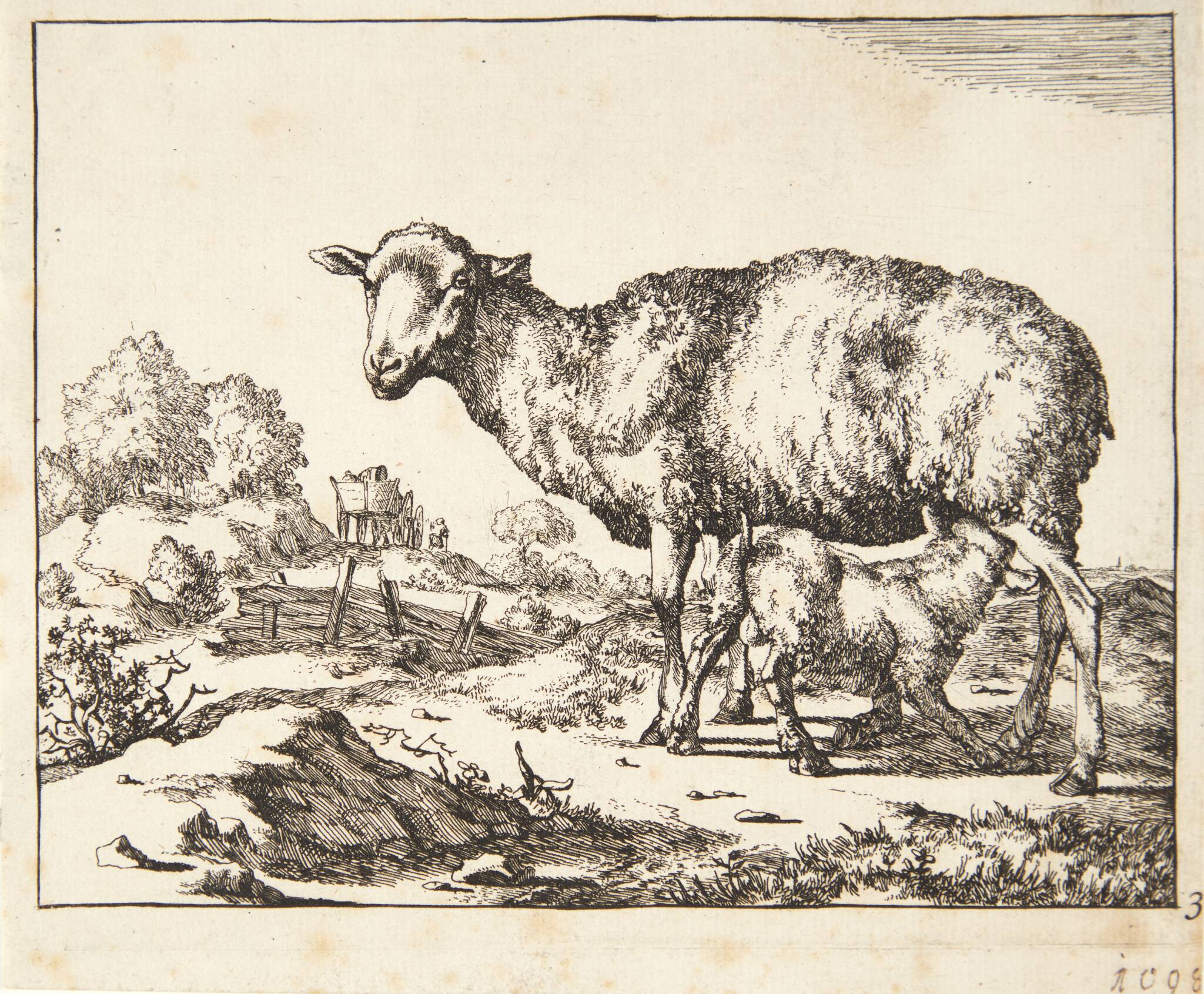 Gimmer og lam