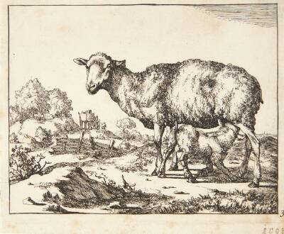 Gimmer og lam