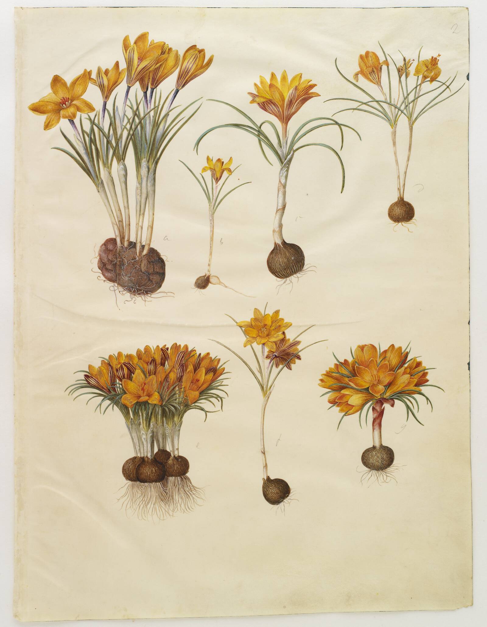 Crocus angustifolius (balkan-krokus), Hans Simon Holtzbecker, 1649-1659