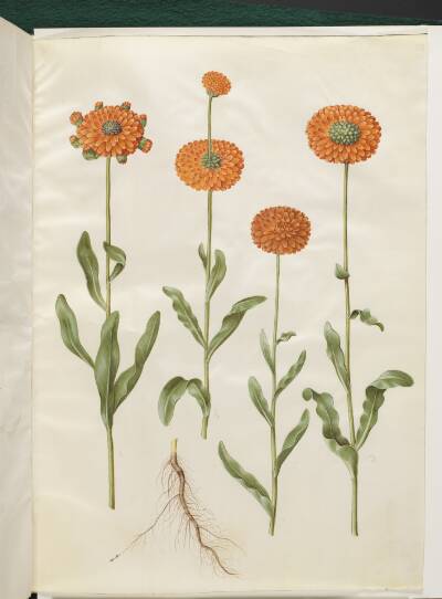 Calendula officinalis (have-morgenfrue)
