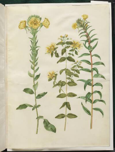 Oenothera biennis (toårig natlys); Hypericum hircinum (stinkende perikon); Oenothera rubricaulis (rødfrugtet natlys)