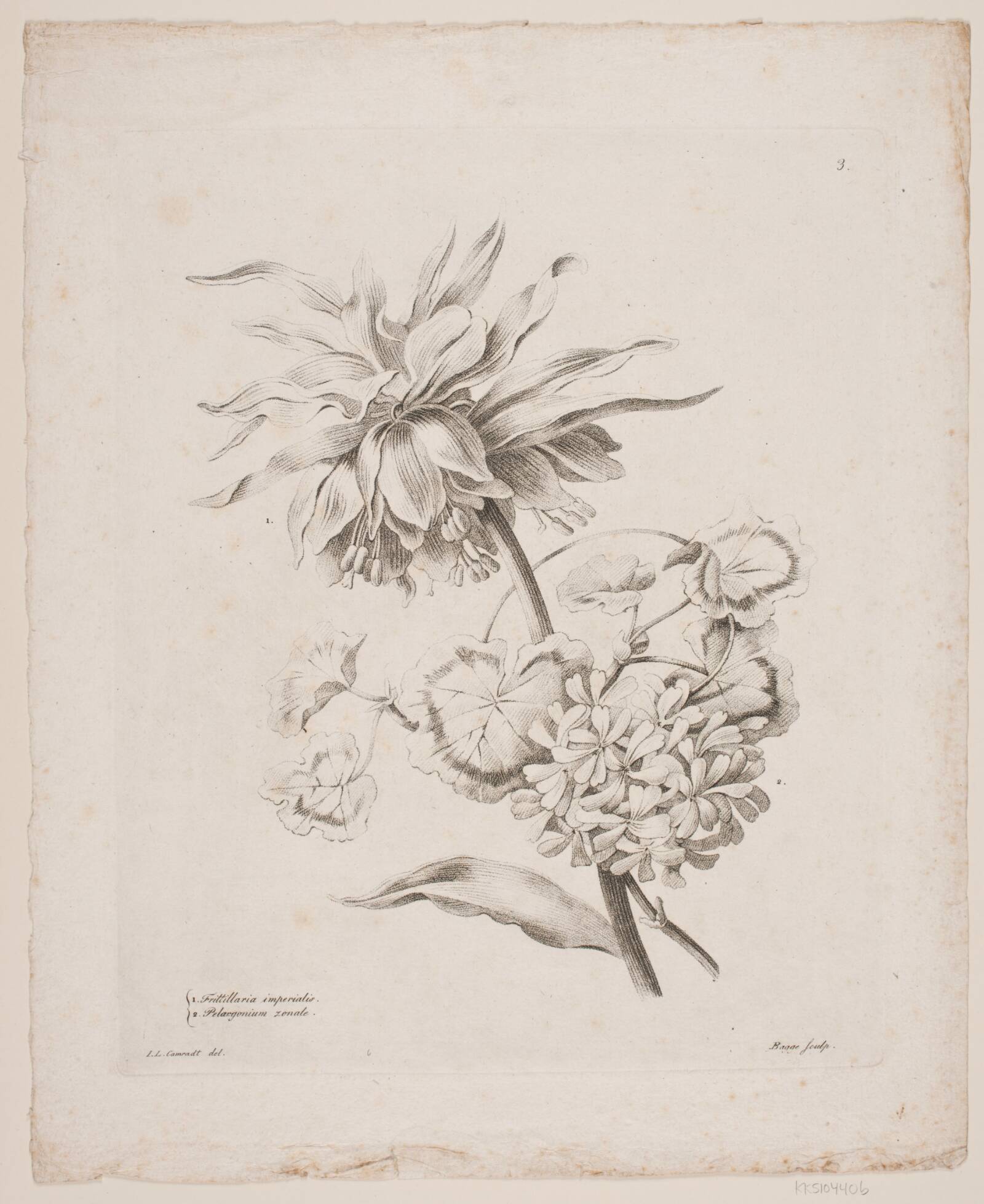 Blomster, Oluf Olufsen Bagge, 1816