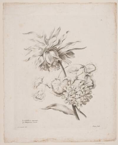 Blomster