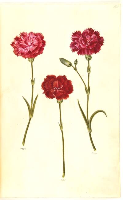 Dianthus caryophyllus (have-nellike)