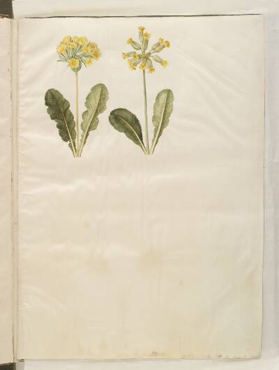 Primula veris (hybrid af hulkravet kodriver); Primula veris (hulkravet kodriver)