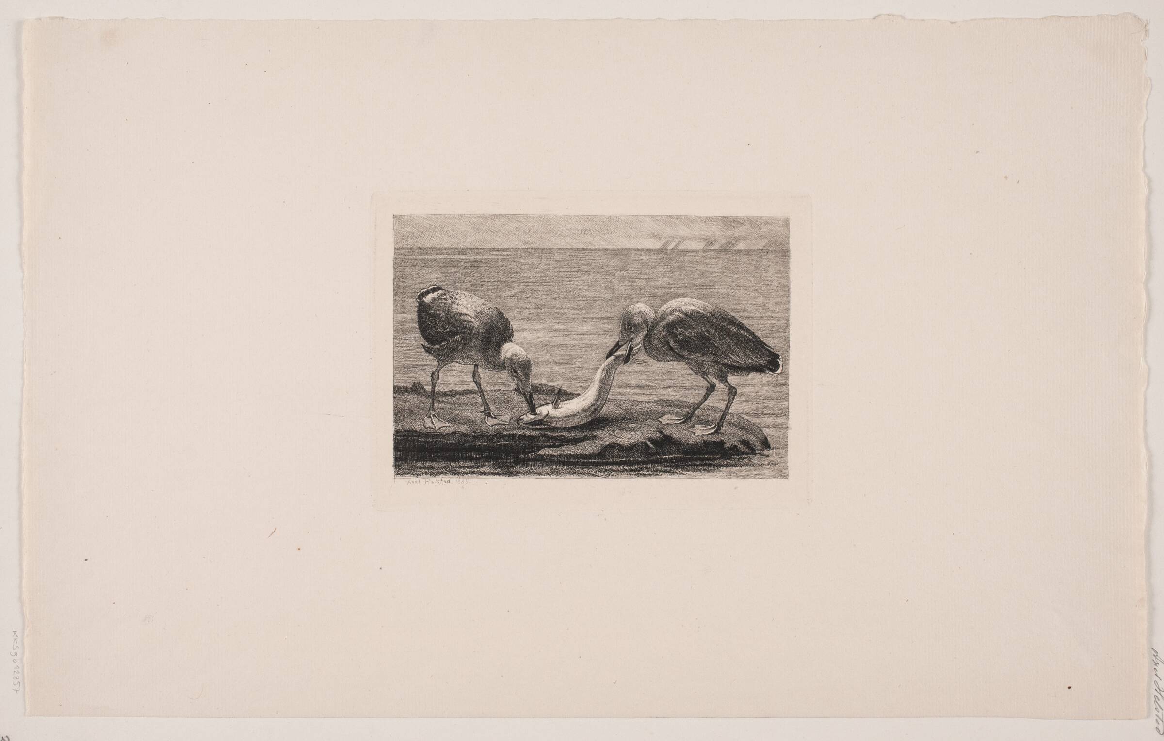 To måger, der æder en fisk, Axel Helsted, 1885