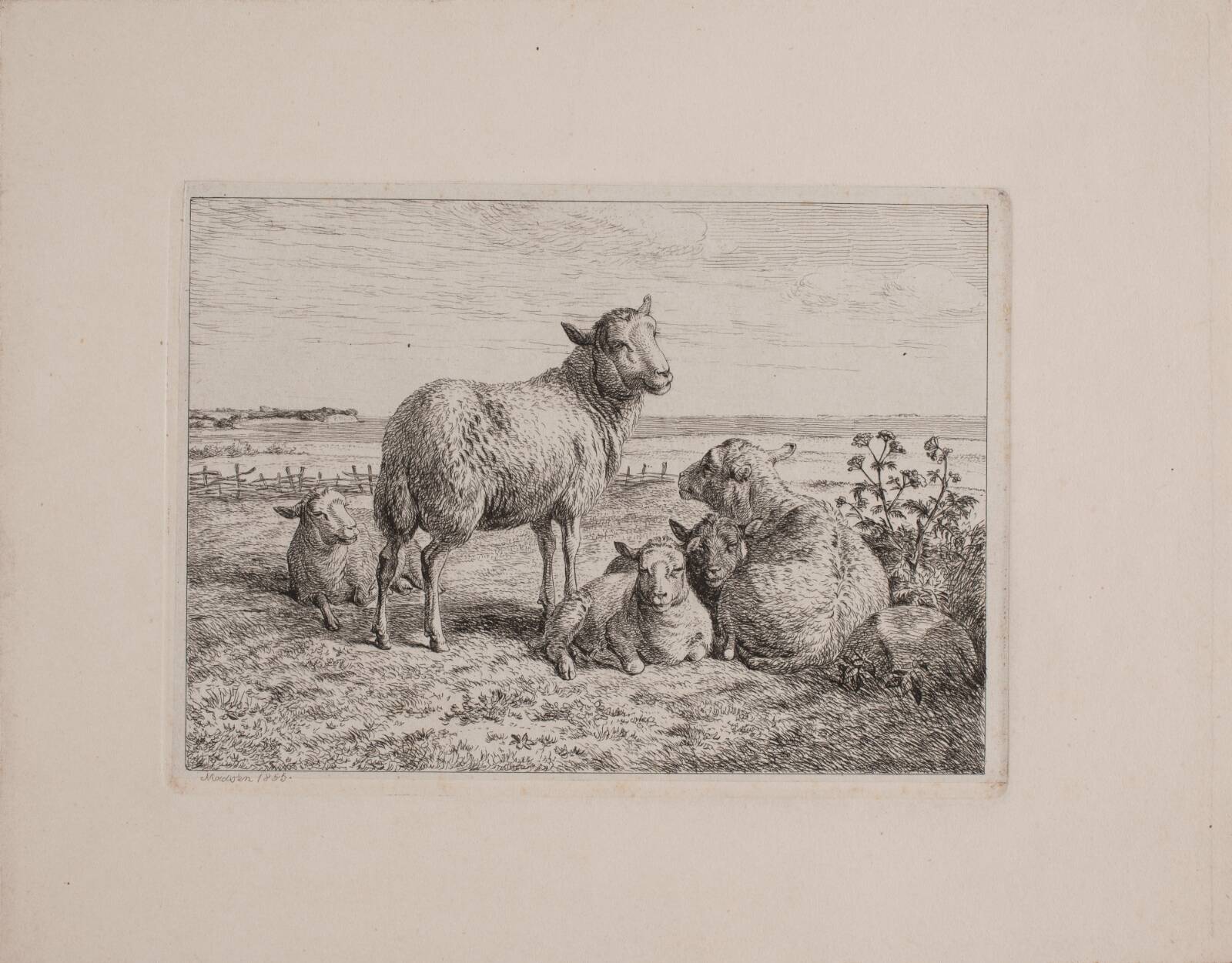 Får og lam, Madsen, A.P., 1855