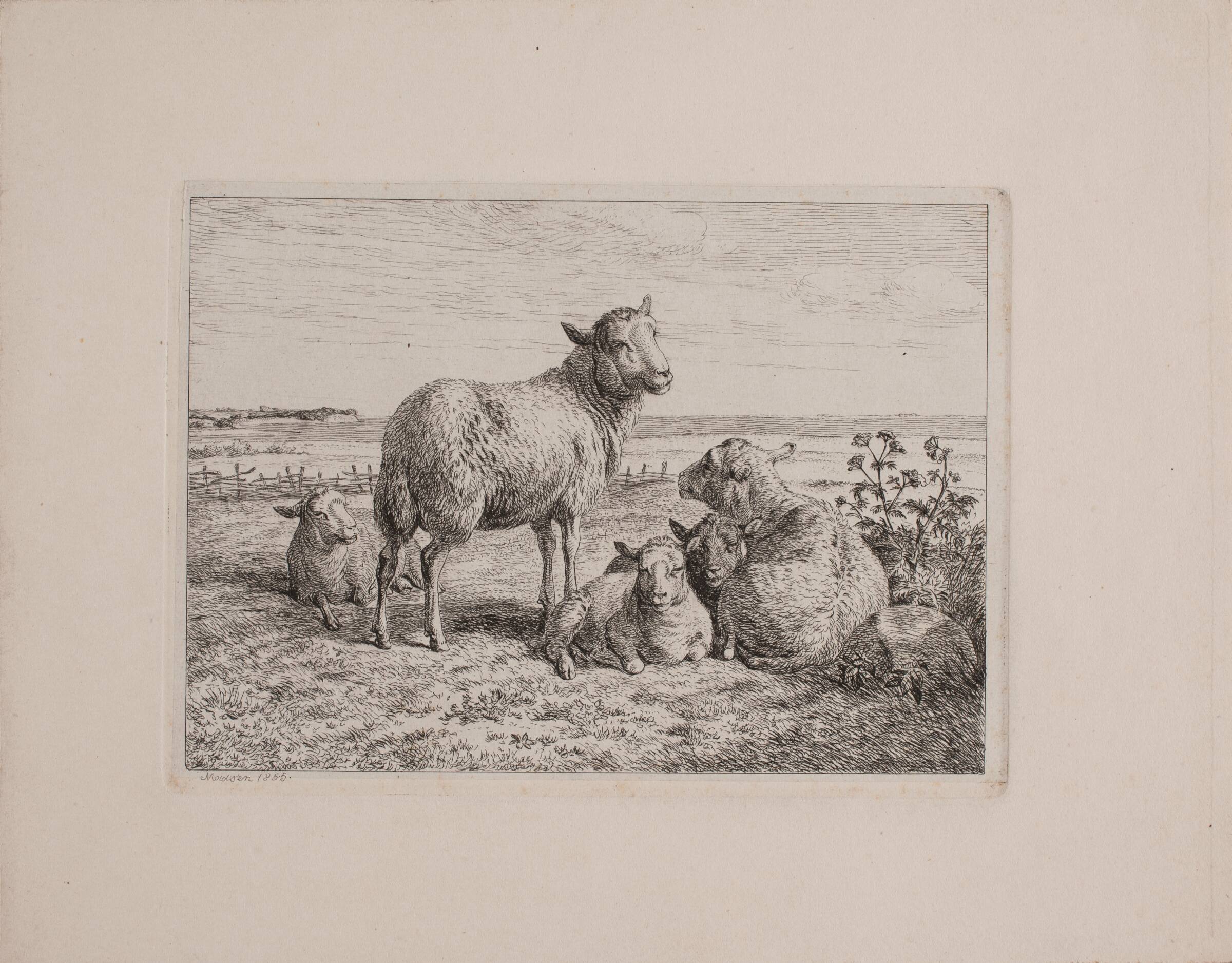 Får og lam, Madsen, A.P., 1855