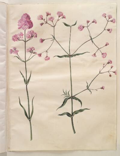 Silene viscaria (almindelig tjærenellike); Silene (trævlekrone)