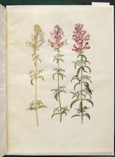 Antirrhinum majus (have-løvemund)