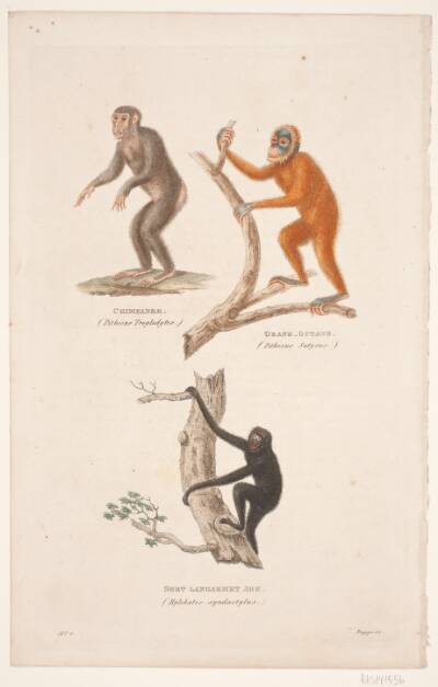Illustration med aber: Chimpanse, orangutang og sort langarmet abe