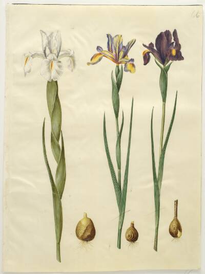 Iris latifolia (engelsk iris); Iris xiphium (spansk iris)