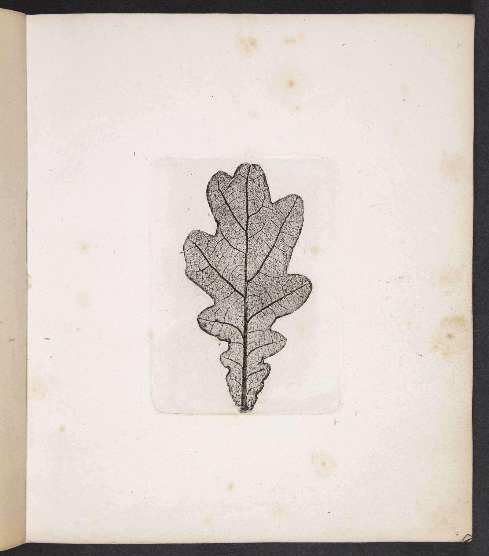 Aftryk af egeblad, Peter Larsen Kyhl, 1833