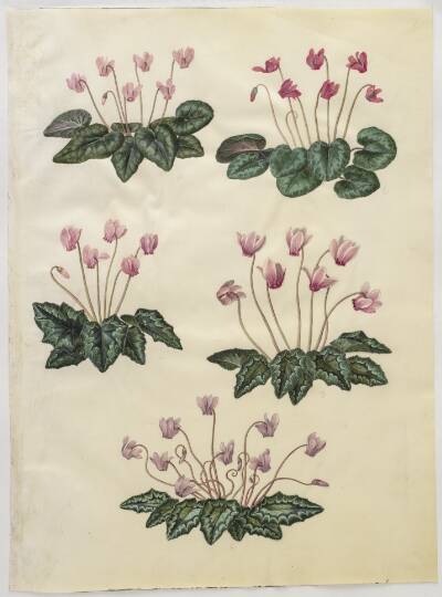 Cyclamen purpurascens (ægte alpeviol); Cyclamen hederifolium (vedbendbladet alpeviol)