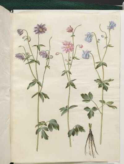 Aquilegia vulgaris (almindelig akeleje)