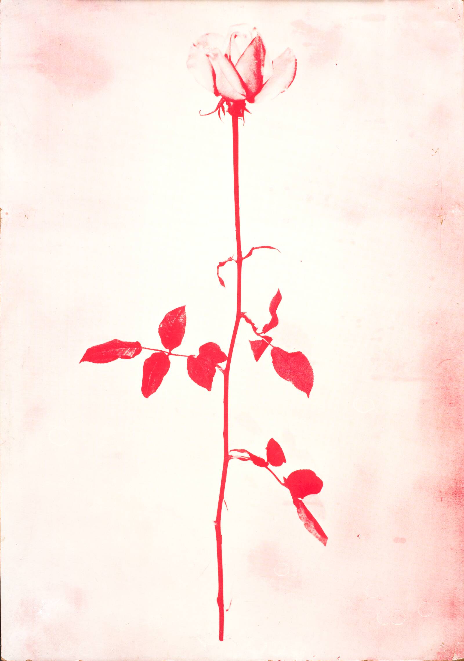 1 original rose, John Davidsen, 1969