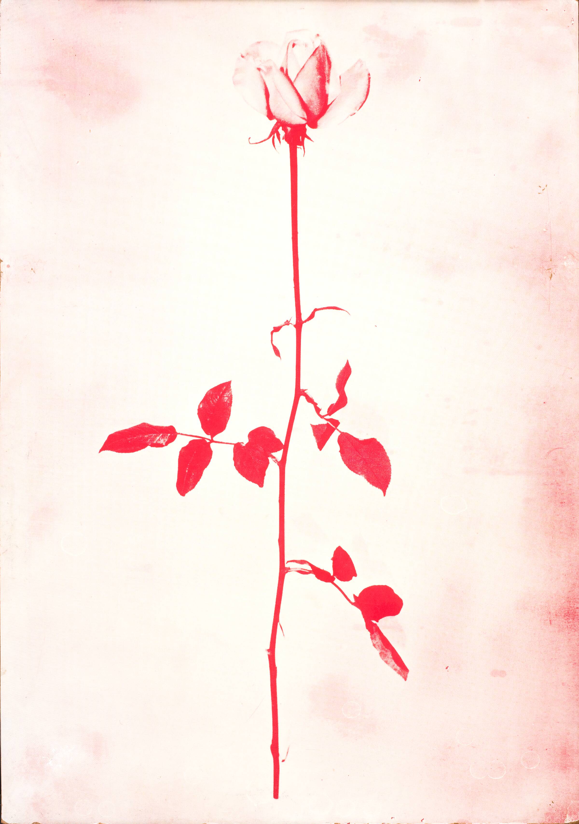 1 original rose, John Davidsen, 1969
