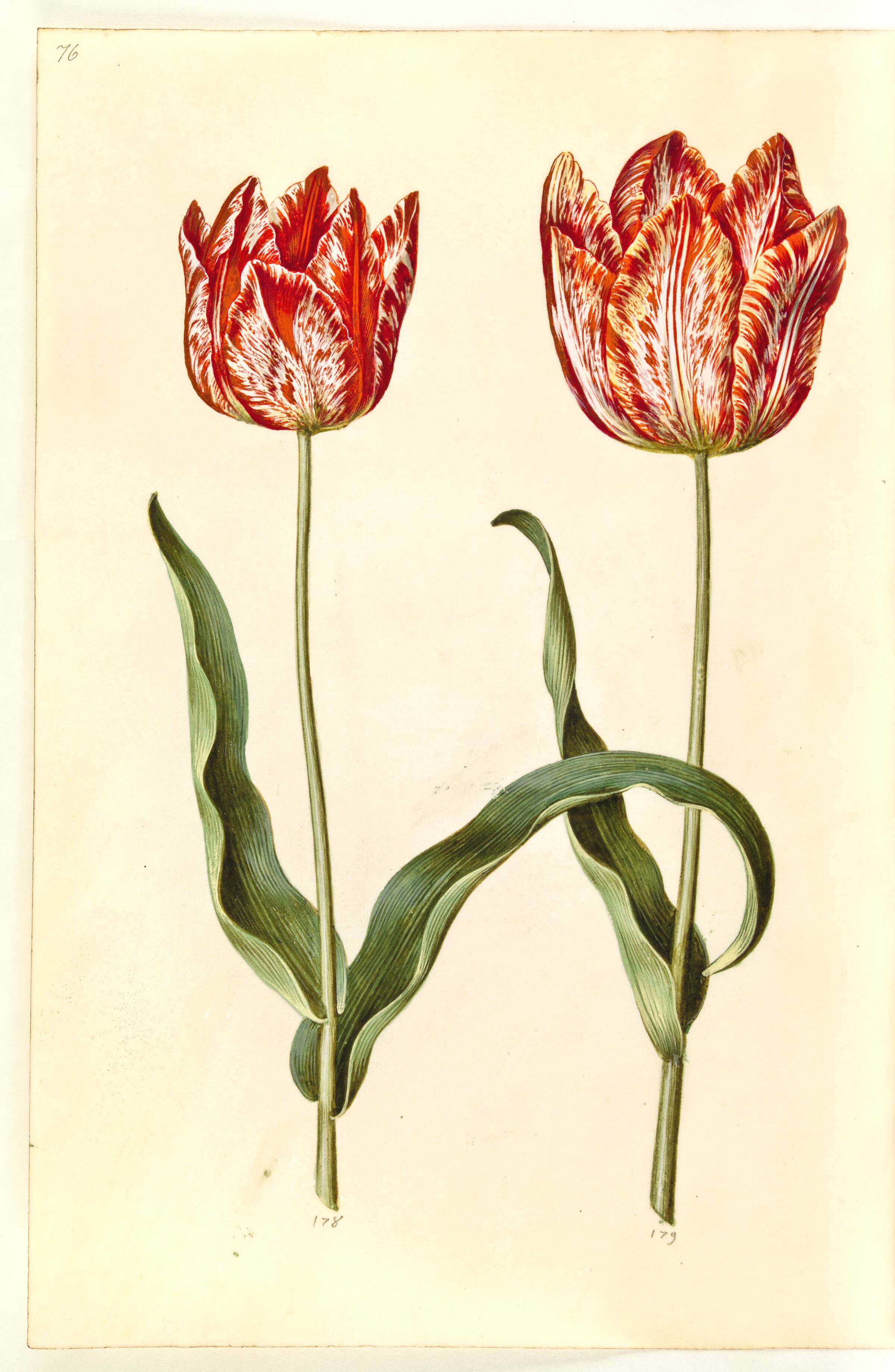 Tulipa gesneriana (have-tulipan), Hans Simon Holtzbecker, 1635-1664