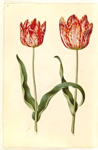 Tulipa gesneriana (have-tulipan)