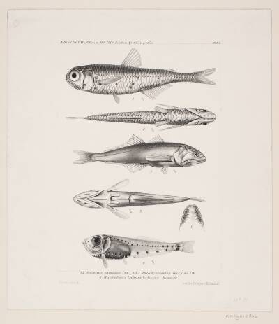 Naturhistorisk tegning