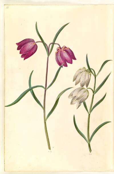 Fritillaria meleagris (almindelig vibeæg)