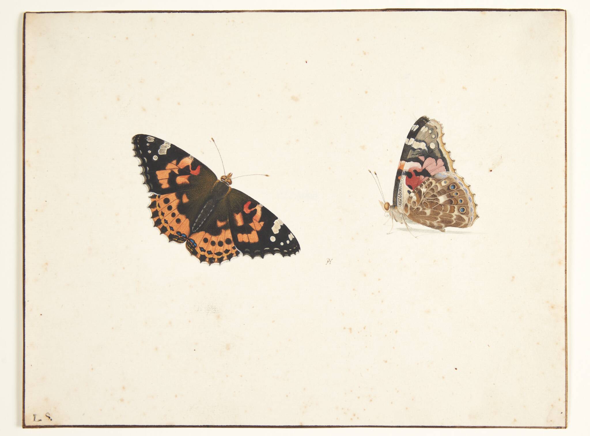 To studier af en tidselfugl (vanessa cardui l.)