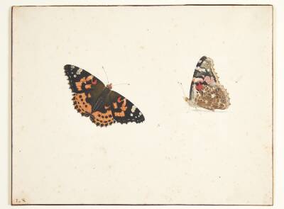 To studier af en tidselfugl (vanessa cardui l.)