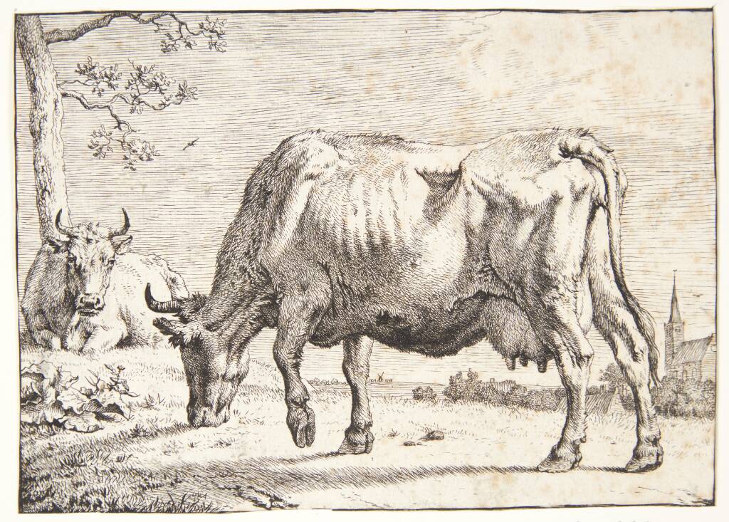 Græssende ko, Paulus Potter, 1650
