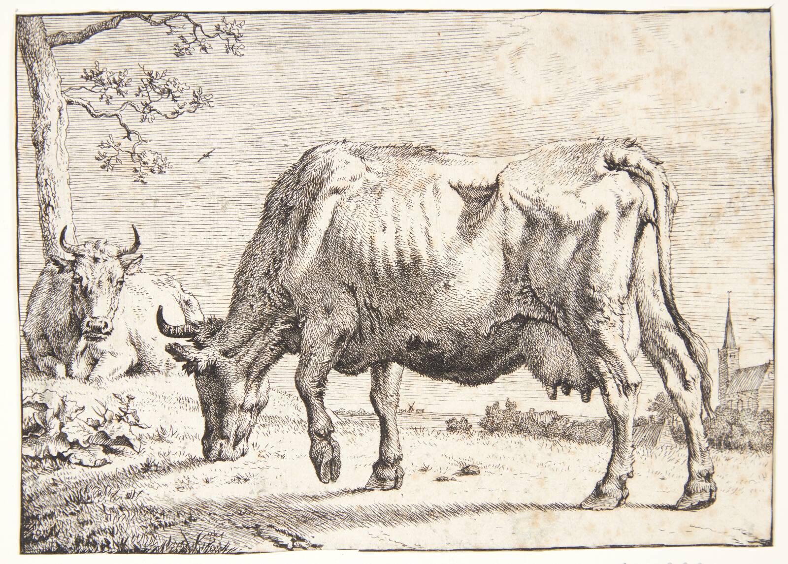 Græssende ko, Paulus Potter, 1650