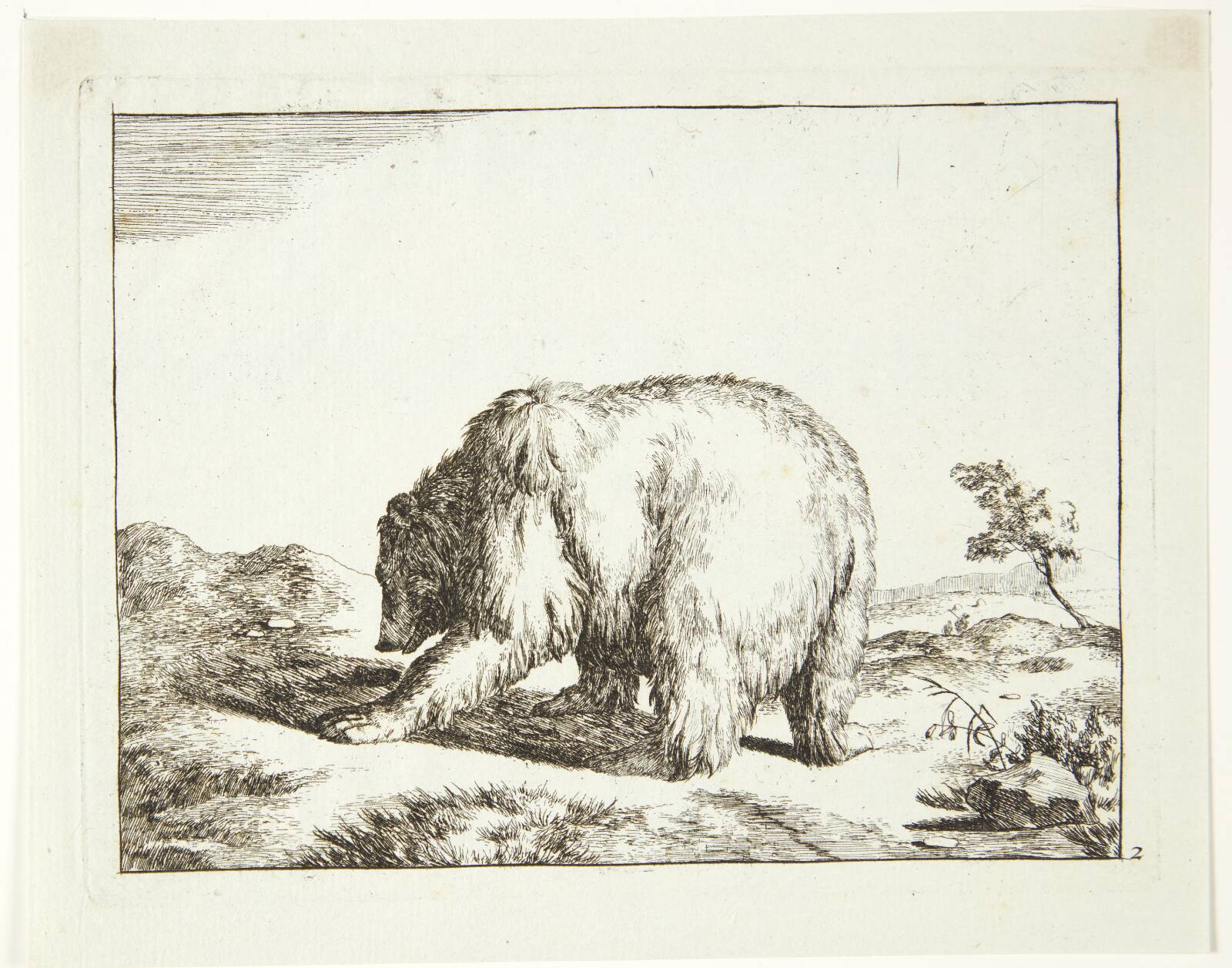 Stående bjørn, vendt mod venstre, Marcus de Bye, 1664