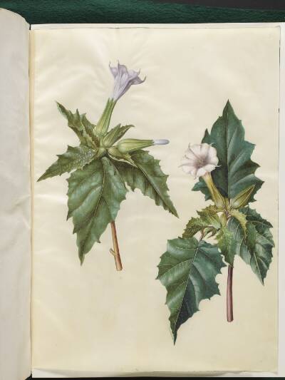 Datura stramonium (almindelig pigæble)