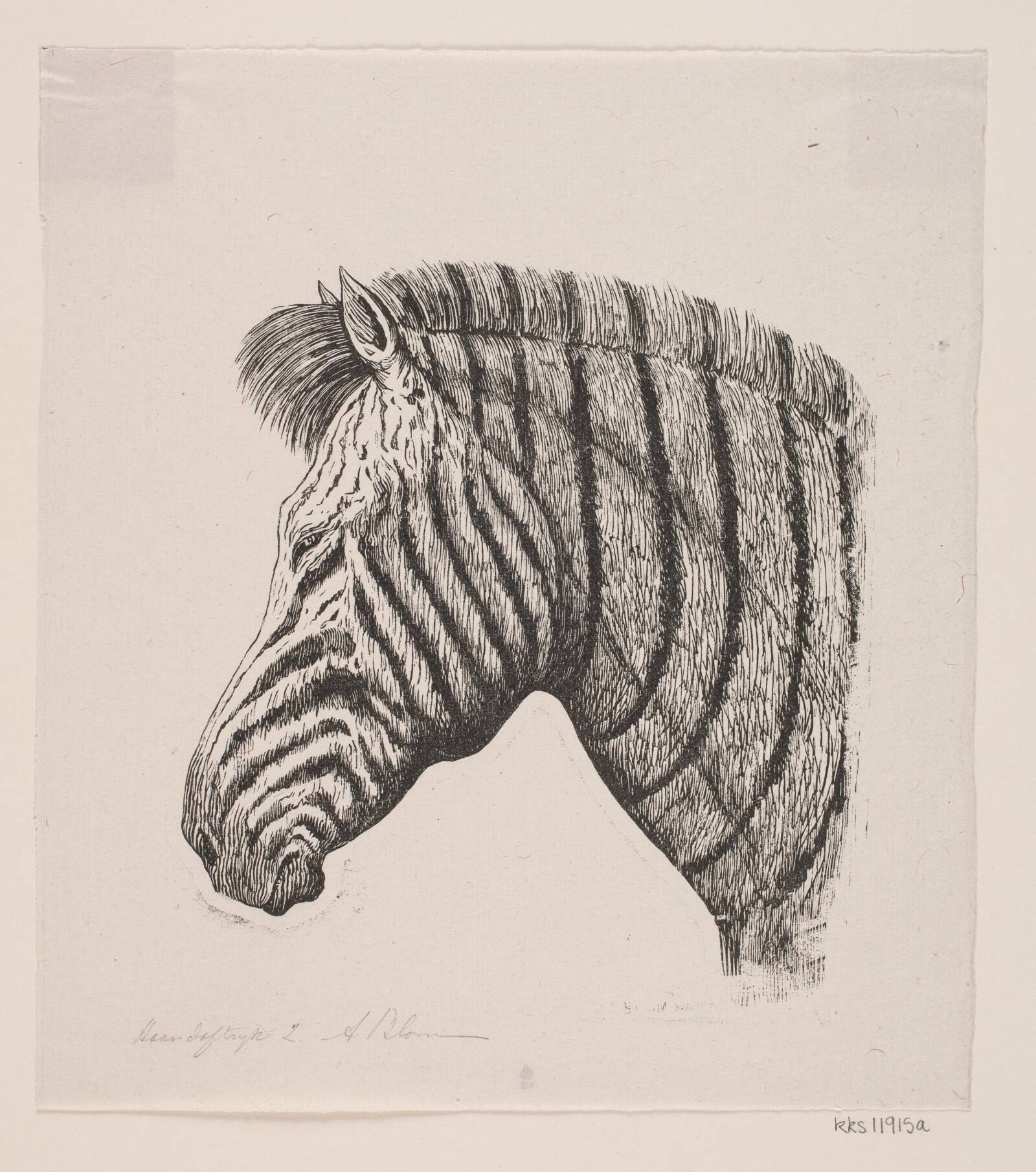 Hoved af en Zebra, Alexander Blom, 1860-1934