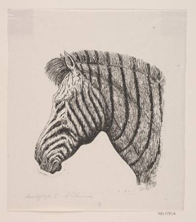 Hoved af en Zebra