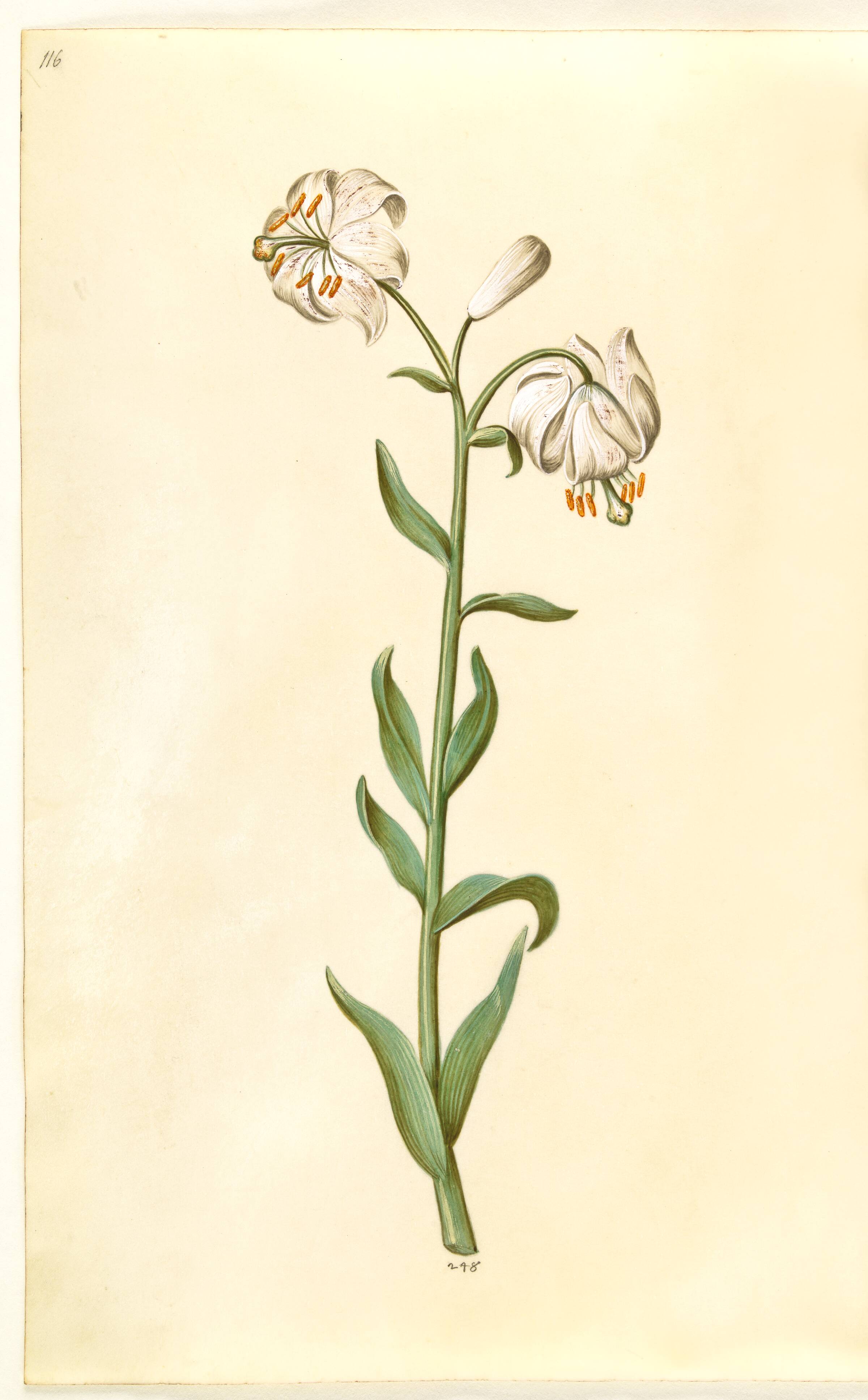 Lilium martagon (krans-lilje), Hans Simon Holtzbecker, 1635-1664