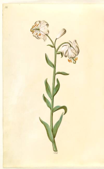 Lilium martagon (krans-lilje)