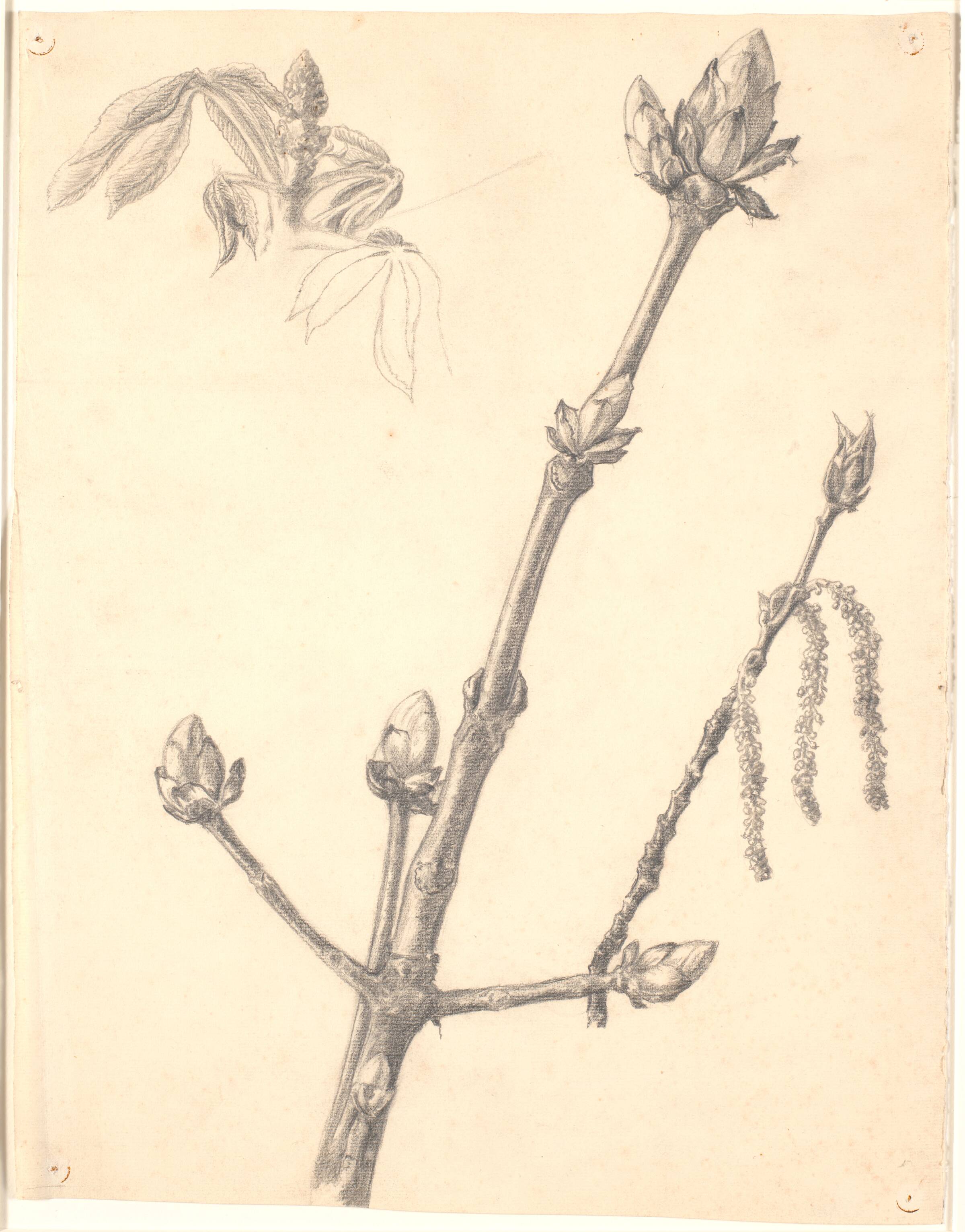 Studie af kastaniegren og detailstudie af dens knop, Joakim Skovgaard, 1856-1933