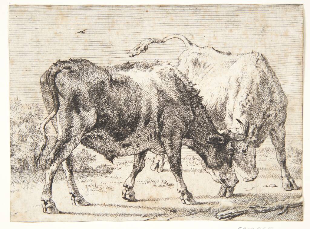 To kæmpende okser, Paulus Potter, 1650
