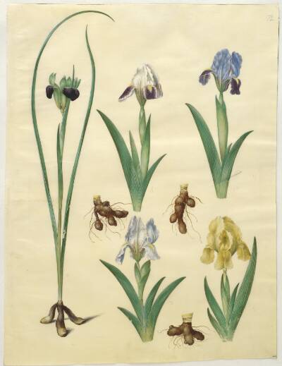 Hermodactylus tuberosus (hermesfinger); Iris pumila (lav iris) eller Iris lutescens (dværg-iris)