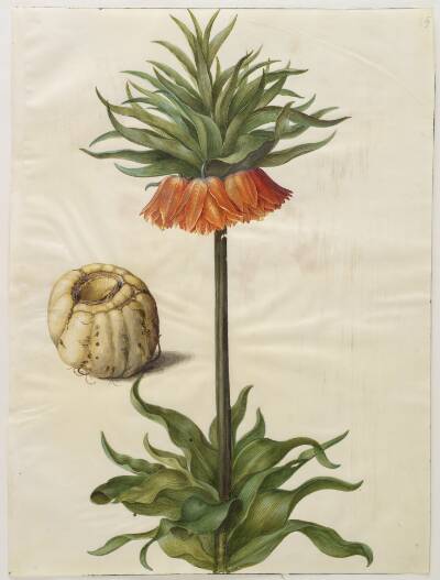 Fritillaria imperialis (kejserkrone)