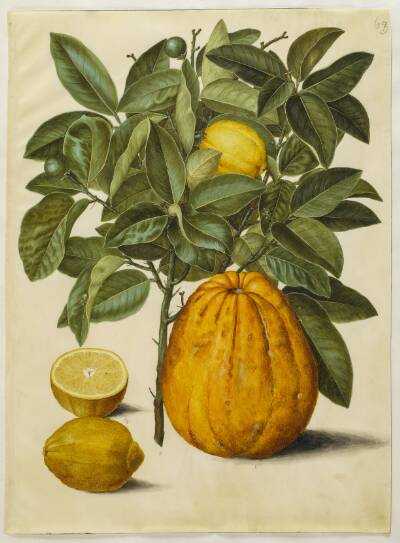 Citrus limon (almindelig citron); Citrus maxima (pompelmus)
