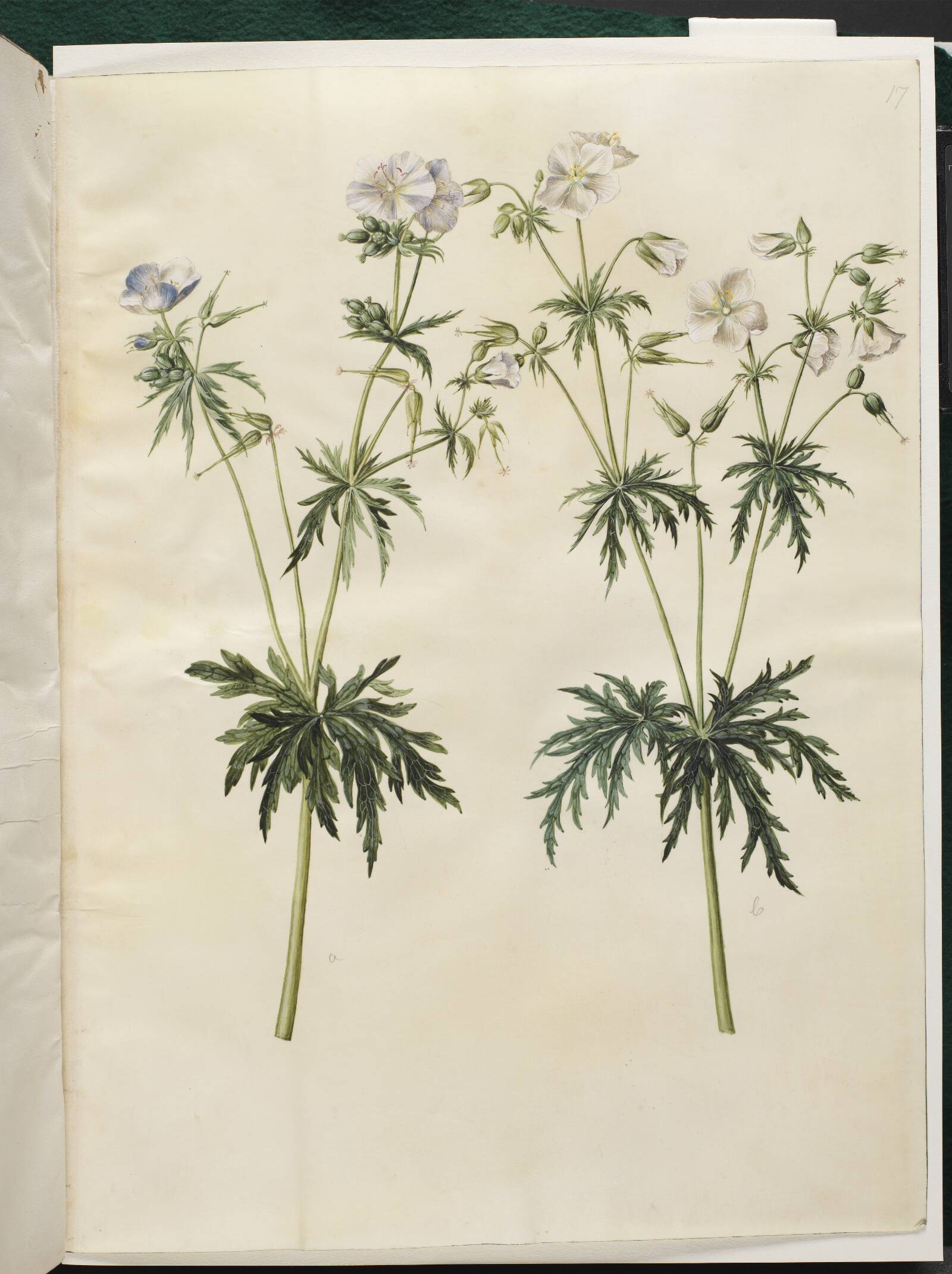 Geranium pratense (eng-storkenæb), Hans Simon Holtzbecker, 1649-1659